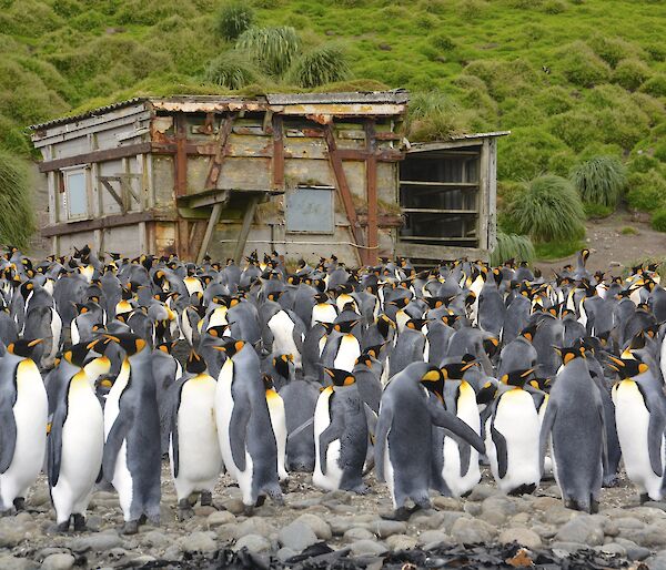 Sandy Bay hut with rusted cross support bars on the outside. It sits at the base of the tussock covered slope of the escarpment with hundreds of adult king penguins in front of it