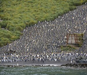 The historic hut at Lusitania Bay sits amongst hundreds of king penguins. Behind the penguin colony the tussock covered slope of the escarpment can be seen. Also amongst the penguins is the upturned axel and wheels of the wrecked DUKW