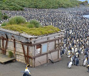 Timber walled Sandy Bay hut — the rusted metal cross members can be seen on the outside walls. The roof is covered with tussock plants and grass. A skua can be seen on the roof overlooking the vast king penguin colony beyond the hut