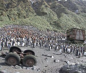 Lusitania Bay Hut and wreck of the axels and wheels of the DUKW (left foreground). Both relics are surrounded by king penguin adults and a creche of brown down covered king penguin chicks. The steep and rugged tussock covered slopes of the escarpment are in the background