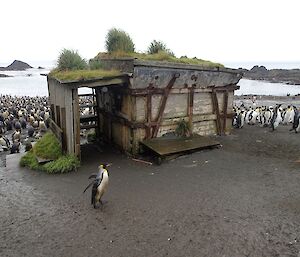 View of the Sandy Bay hut from the slope of the escarpment, with king penguins in the mud behind the hut and the bay in the background. The hut walls have rusted cross-members and the small open cold porch can be seen on the left. There are several tussock plants and grass are growing on the roof. In front of the hut a lone king penguin is walking through the mud