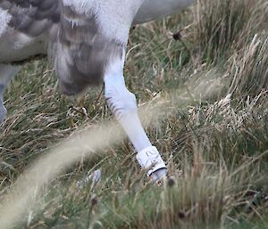The money shot. Leg band on a wandering albatross. The view is a close-up of the underside of the bird showing its legs with a band with the number 212 clearly showing on its right leg