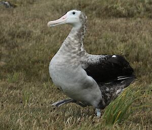 The dark juvenile wandering albatross that has returned to the island this season. He has grey feathers on his chest and mottled grey on his neck and body, while his wings are almost black in colour