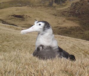 The same wandering albatross as in the previous photo, when it was banded as a chick in November 2009. Its head and upper body can be seen poking above the brown grass. It still has some of its white down feathers
