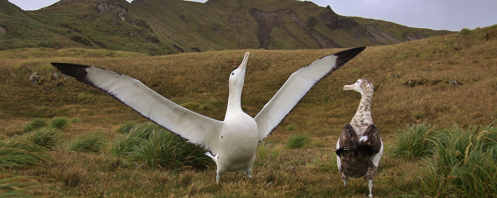 The darker juvenile clearly impressed by a displaying adult, which has its black tipped white wings fully extended and its head and neck are also extended. They are standing on a grassy field with rugged hills in the background