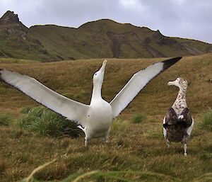 The darker juvenile clearly impressed by a displaying adult, which has its black tipped white wings fully extended and its head and neck are also extended. They are standing on a grassy field with rugged hills in the background