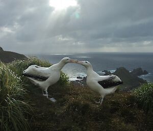 Two adult wandering albatross get aquainted above Caroline Cove. A band is clearly visible on the bird on the left. They are on a grassy ledge which has tussock grass on both sides. In the background the sunlight streaks through the cloud (crepuscular rays) forming bright spots on the ocean offshore from Caroline Cove way below