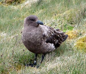 Banded skua in the Amphitheatre, over 2300km from where it was banded. It is staining on a grassy patch of ground, with the silvery coloured band clearly visible on its right leg
