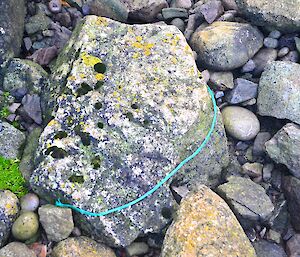 A piece of the green braided fishing line wrapped around a rock on the coast near Boiler Rocks