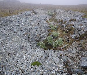 Remnants of the seismometer station near Scoble Lake. The view is of the trench showing new growth of silver leaf daisy (Pleurophyllum) and a panel half buried in the bottom of the trench