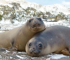 Two elephant seal weavers, both looking towards the camera. The one on the left has his head resting on the back of the other. In the back ground is the snow covered slopes of the escarpment