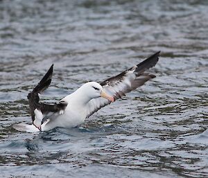 Black-browed albatross alighting from the water. It has it’s wings outstretched