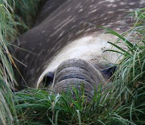 Adult male elephant hiding in the tussock. His large proboscis is clearly visible