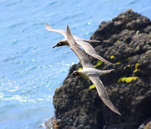 A courting pair of light mantled sooty albatross in flight with a rock stack and the ocean in the background