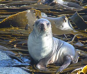 Young fur seal amongst the kelp. The seal is glistening wet