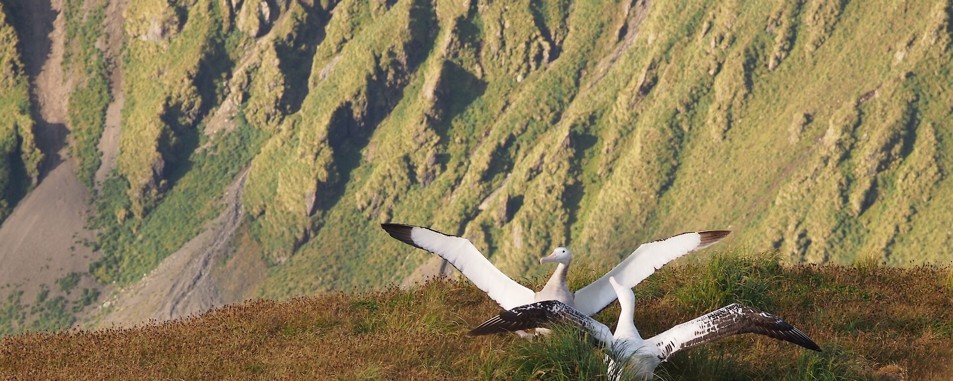 Pair of wandering albatross with wings outstretched in a courting dance. They are on a grassy knoll with the rugged, steep escarpment in the background