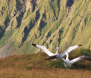 Pair of wandering albatross with wings outstretched in a courting dance. They are on a grassy knoll with the rugged, steep escarpment in the background