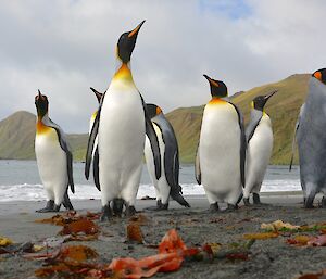 King penguins on the beach at Sandy Bay. There is orange, red and brown coloured kelp in the foreground with the with Brothers Point in the background