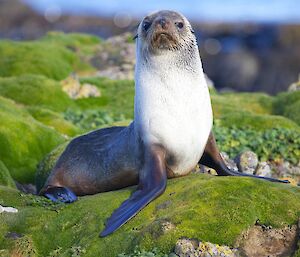 Fur seal on a bed of colobanthus (cushion plant)