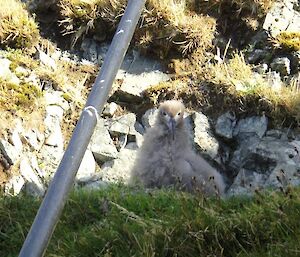 The Light-mantled albatross chick on the nest obstructed by the station water pipe