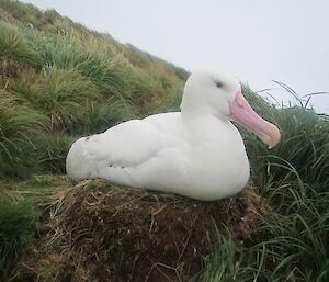 A close up of a very white male wandering albatross brooding its chick