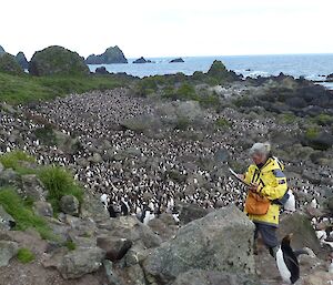 Botanist, Jenny completing a photo monitoring survey next to a Rockhopper Penguin colony