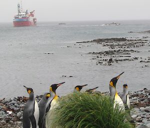 The ship is seen out in Buckles Bay past a group of king penguins on the beach