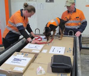 A rodent sniffer dog checks the contents of the cage pallet