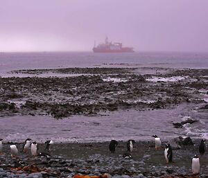 The ship is seen off the shore beyond the giant bull kelp