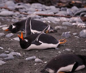A group of gentoo penguins on the beach