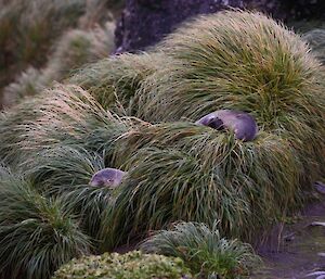 Two young for seals are shown lying in tussock grass