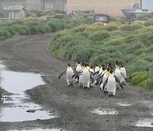 A group of king penguins is seen walking down the road towards us