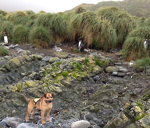 A terrier dog on the beach with gentoo penguins behind