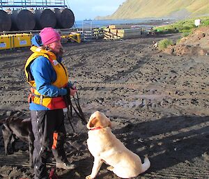 A dog handler with 2 dogs