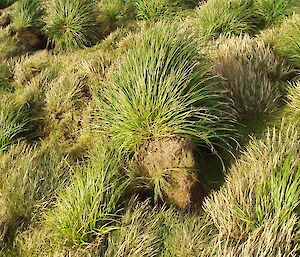 A dead clump of tussock grass is sprouting new leaves