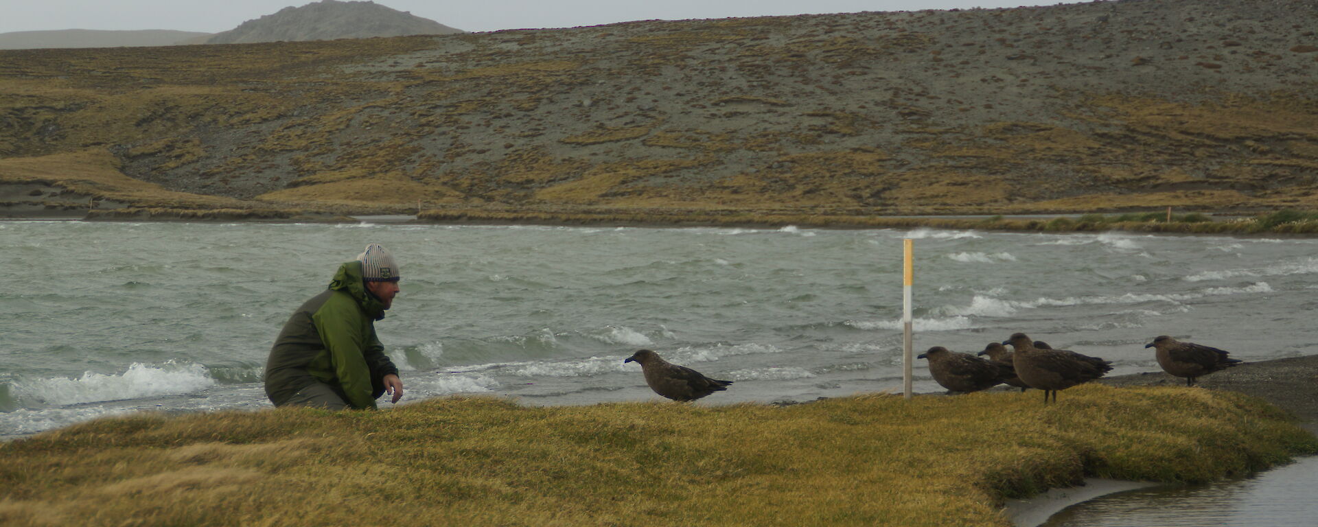 An expeditioner is surrounded by skua gulls by a lake