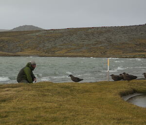 An expeditioner is surrounded by skua gulls by a lake