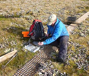 Ranger hammers wire netting down onto a boarded section of walking track