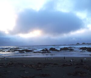 Evening beach scene with penguins on the beach