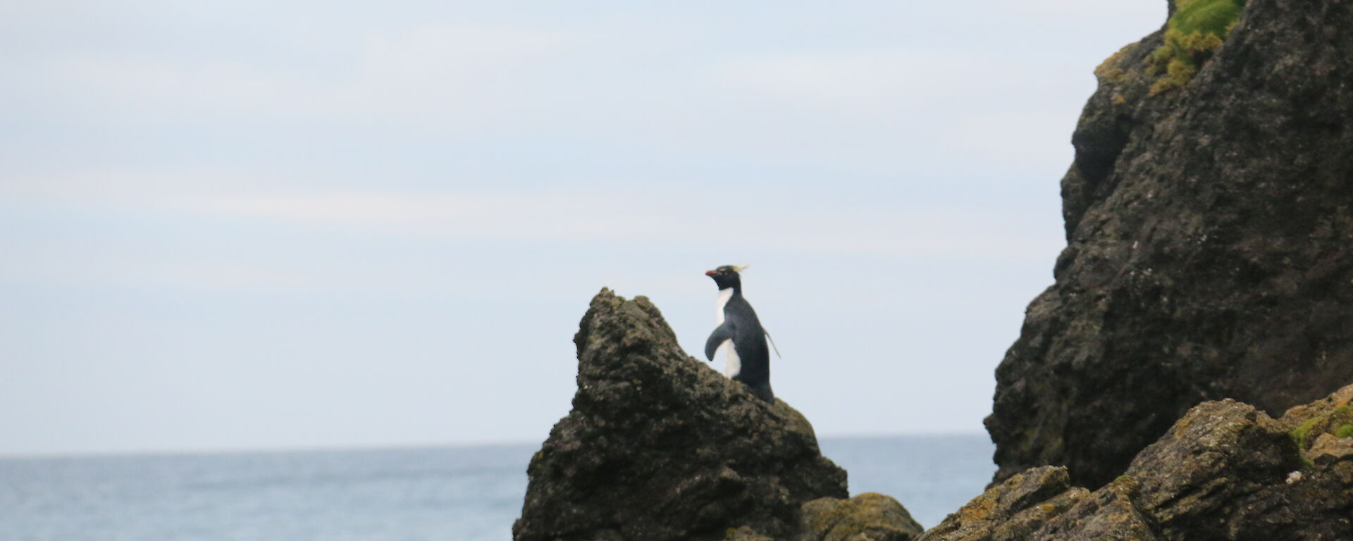 Rockhopper peguin on a rocky outcrop