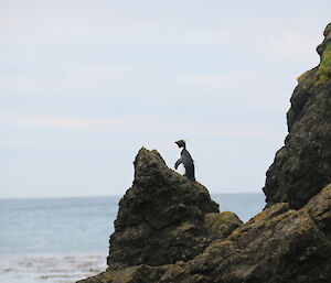 Rockhopper peguin on a rocky outcrop