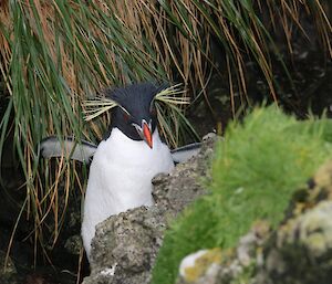 Rockhopper penguin showing plumage