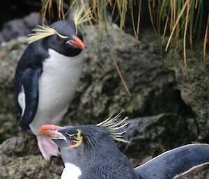 Two rockhopper penguins