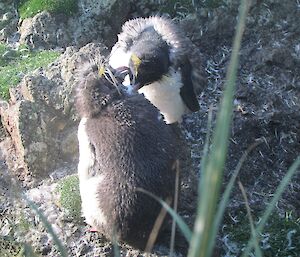 Moulting adult and chick mutually preening