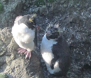 Two moulting rockhoppers