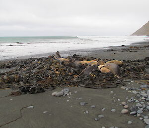 Six elephant seals lie on a mound of kelp on the beach