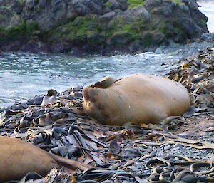 A group of elephant seals lying in kelp on the beach