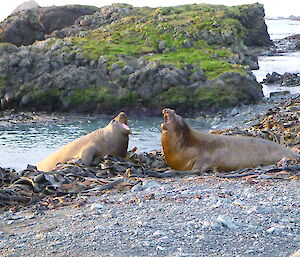 Two elephant seals facing off in a play bout