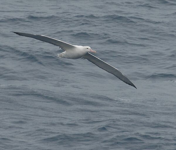 Wandering Albatross flying just above the waves