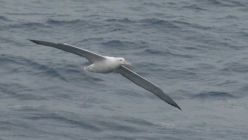 Wandering Albatross flying just above the waves
